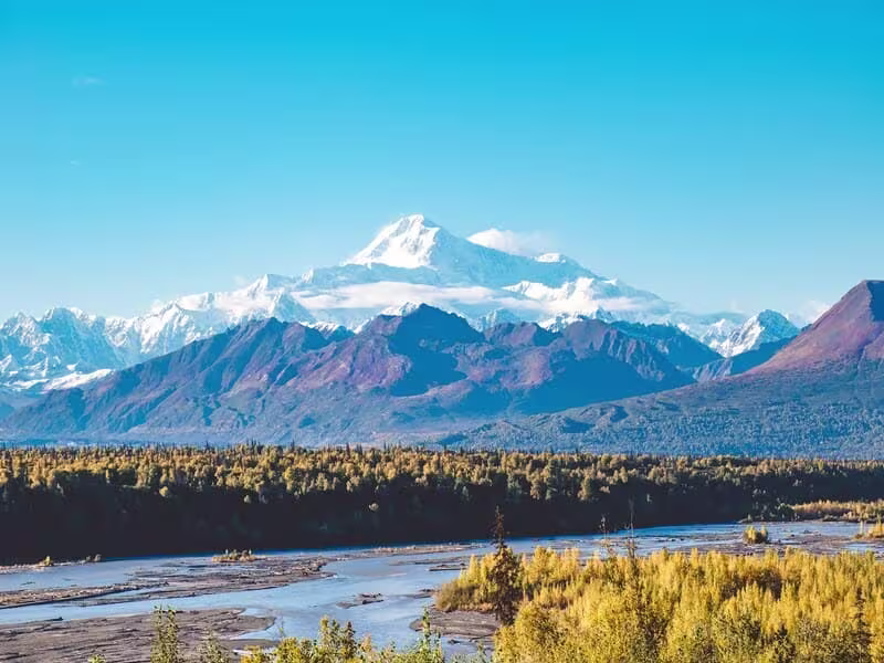Clear day in Denali National Park showing the majestic snow-capped Denali mountain above a forest of yellow fall foliage and a wide river.